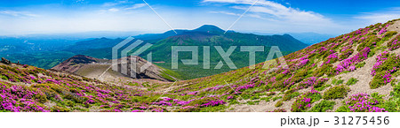 春 ミヤマキリシマ咲く高千穂峰 31275456