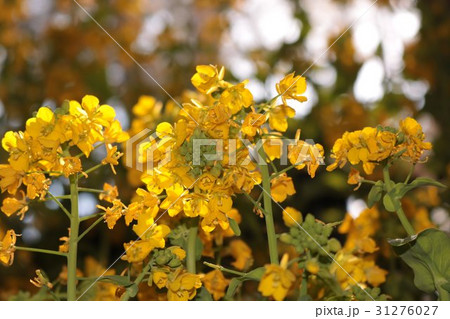 菜の花 31276027