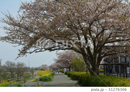 小貝川ふれあい公園へ行きました　＃5 31276306