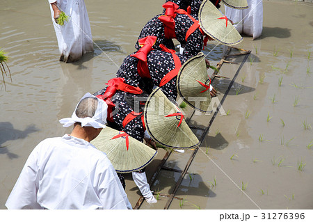 御田植祭り 御田植祭り 31276396