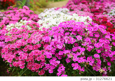 ダイアンサスの花 ダイアンサスの花 31276621