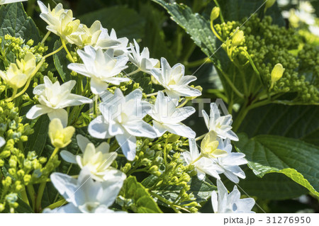 風に揺れるガクアジサイの花 31276950