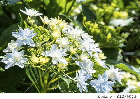 風に揺れるガクアジサイの花 31276953