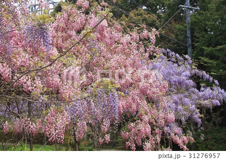 和歌山みやまの里の藤の花 和歌山みやまの里の藤の花 31276957