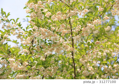 新緑の公園 エゴノキの花 新緑の公園 エゴノキの花 31277100