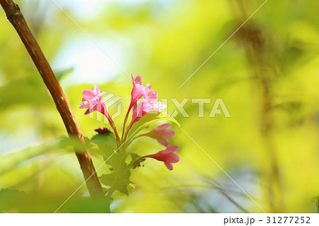 新緑の公園 タニウツギの花 新緑の公園 タニウツギの花 31277252