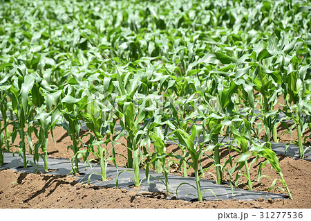 トウモロコシ畑（6月上旬） 31277536