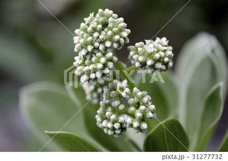 69484　モンパノキ 31277732