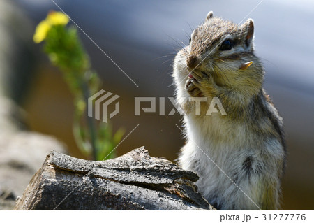 動物 シマリス １９ の写真素材