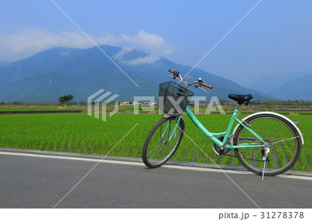 台東 たんぼ 田んぼ 31278378