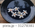 ディアーナ 禅 禅宗 31278381