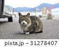 猫 31278407