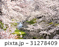 桜 31278409