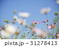 コスモス 31278413