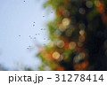 鳥 31278414