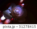 バラ 31278415