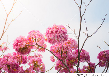 beautiful background with flowers roses beautiful background with flowers roses 31278450