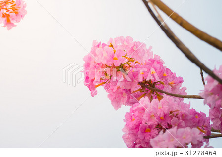 beautiful background with flowers roses beautiful background with flowers roses 31278464
