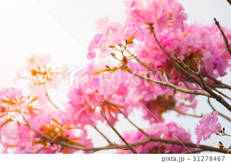 beautiful background with flowers roses 31278467