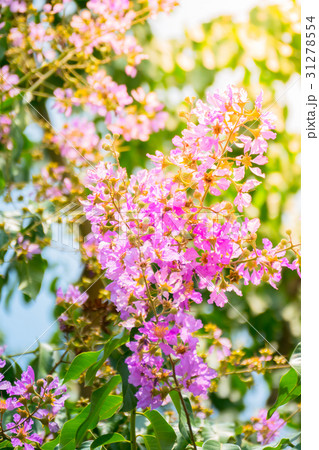 The background image of the colorful flowers The background image of the colorful flowers 31278554