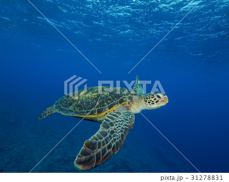 ウミガメ ウミガメ 31278831