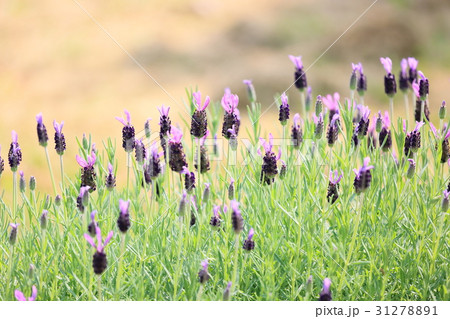 フレンチラベンダーの花 31278891