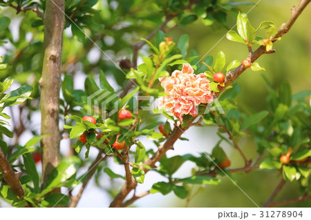 ハナザクロの花 31278904