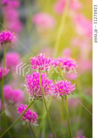 The background image of the colorful flowers 31278923