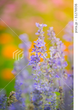 The background image of the colorful flowers 31278936