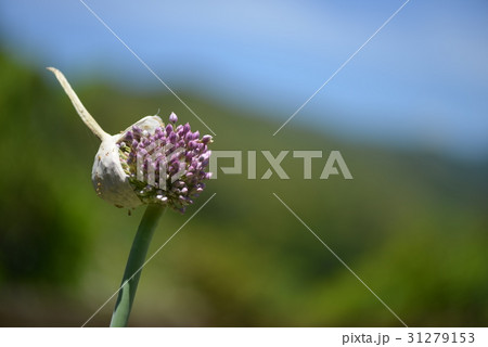 ニンニクの花の写真素材