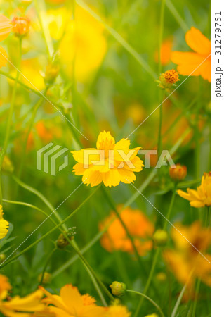 Beautiful Butterfly on Colorful Flower 31279751