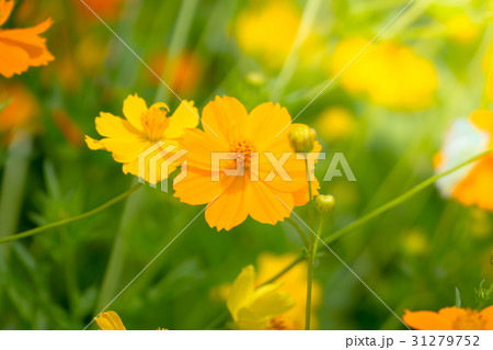 Beautiful Butterfly on Colorful Flower 31279752