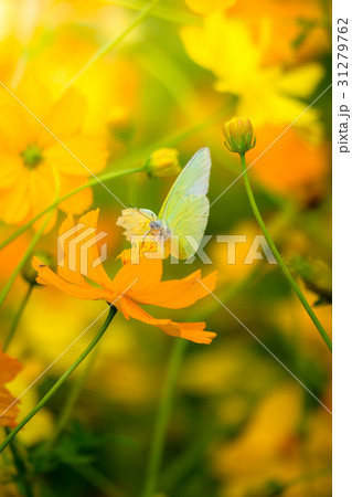 Beautiful Butterfly on Colorful Flower Beautiful Butterfly on Colorful Flower 31279762
