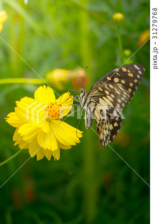 Beautiful Butterfly on Colorful Flower 31279768