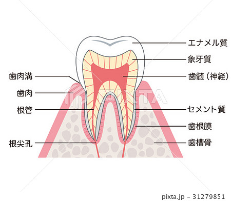 歯の構造 断面図のイラスト素材