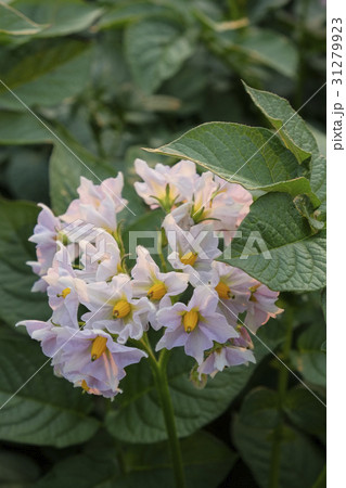 ジャイモの花 ジャガイモの花畑 アンデスレッド ジャイモの花 ジャガイモの花畑 アンデスレッド 31279923