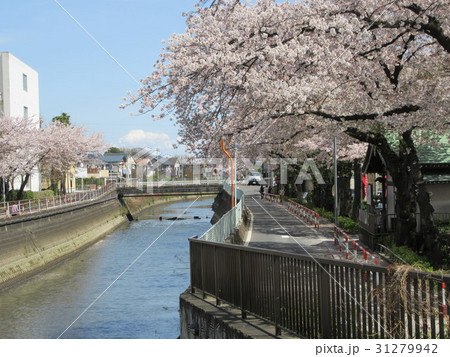 市川市真間川・手児奈橋からの風景　２０１７ 31279942