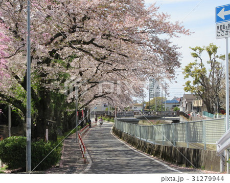 市川市真間川 手児奈橋付近の風景 ２０１７の写真素材