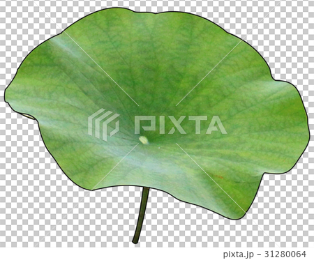 荷葉 荷葉 31280064