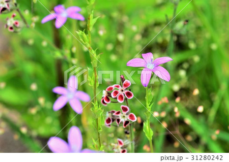 ヒナキキョウソウ 31280242