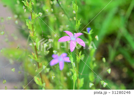 ヒナキキョウソウ 31280246