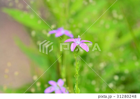 ヒナキキョウソウ 31280248