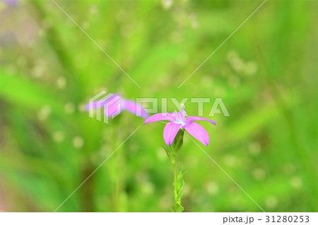 ヒナキキョウソウ 31280253