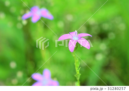 ヒナキキョウソウ 31280257