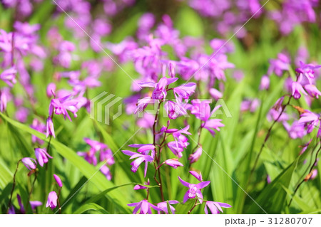 シランの花 31280707