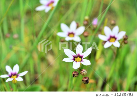 ニワゼキショウ 31280792