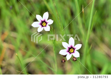 ニワゼキショウ 31280793