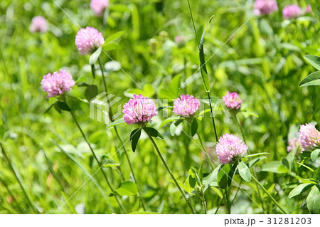 桃色クローバーの花 桃色クローバーの花 31281203