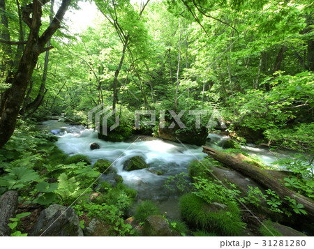 奥入瀬渓流 31281280