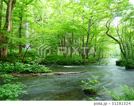 奥入瀬渓流の白糸の滝 31281324